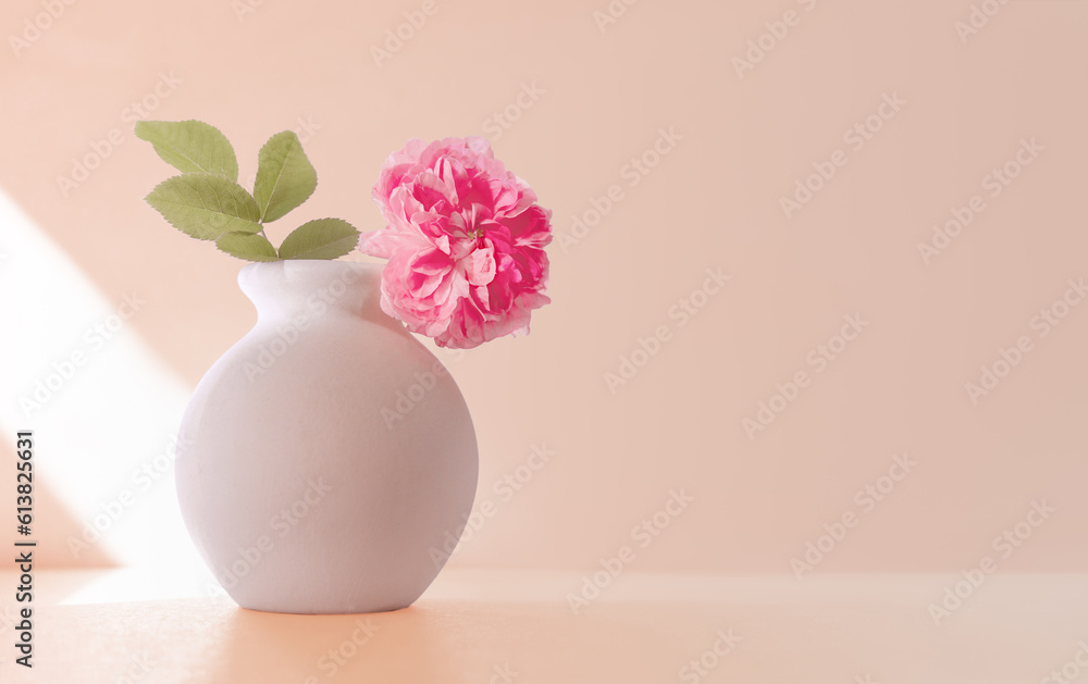 Rose flower with leaves in white vase isolated on light pink sunny background with copy space for greeting card, invitation, wedding, etc.