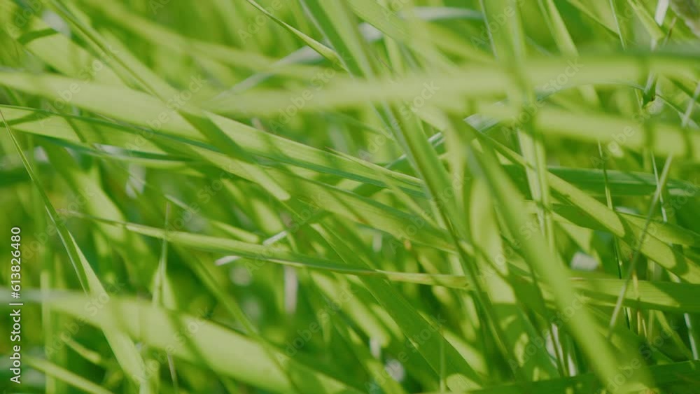 Wild British green grass meadow blowing in the wind. Backlit with subtle flare. 4K, Wide Low angle shot. Close up grass turf texture. Wild British green grass meadow blowing in the wind. Backlit with subtle flare. 4K, Wide Low angle shot. Close up grass turf texture.