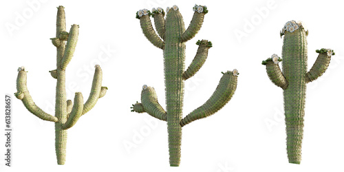 isolated cut out cactus plant,best use for landscape design,best for post production render.
