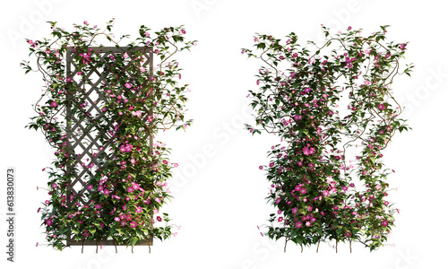 Fotografia isolated cutout climbing plant vine clematis, best use for landscape design, architectural design, and post pro visualization render