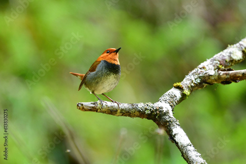八ヶ岳や日光に訪れるオレンジ色の美しい小鳥、日本の三大鳴鳥コマドリ © trogon