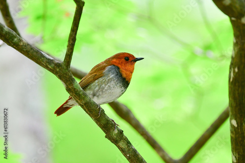 新緑の美しい初夏の高原の森で囀るオレンジ色が鮮やかな小鳥コマドリ © trogon