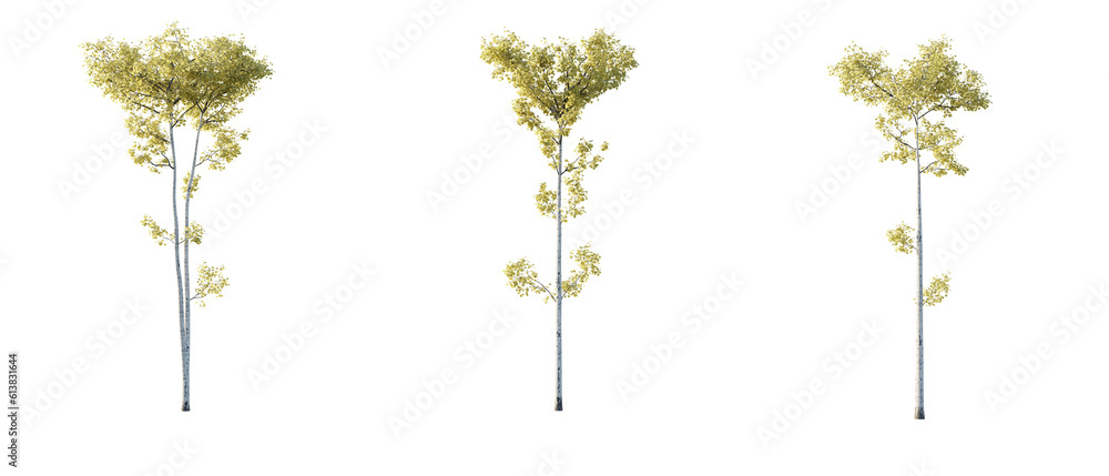 isolated cutout tree Populus tremuloides autumn season, in 3 different ...