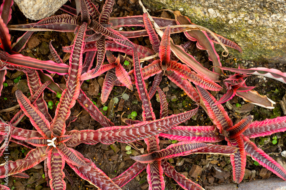 Bromeliad in the garden. Colorful plant leaves Bromeliad in the garden. Colorful plant leaves
