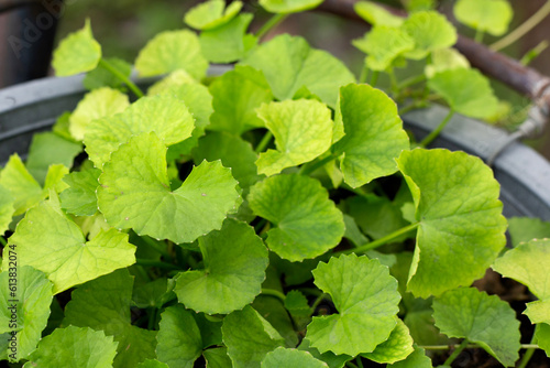 Wallpaper Mural Gotu Kola plant growing in a pot Torontodigital.ca