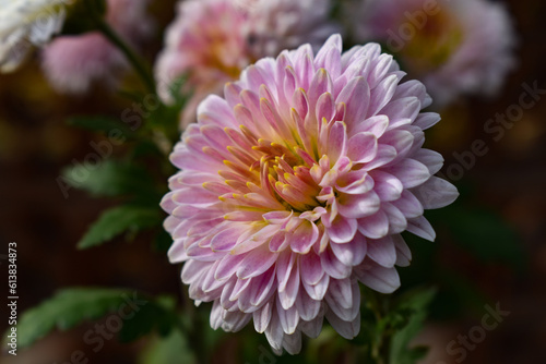 pink dahlia flower