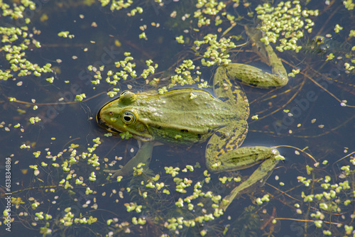 grenouilles dans le marais de Saint-Pierre le Chastel, saison des amours photo