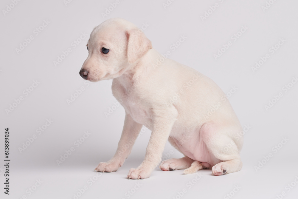 Portrait of cute Italian Greyhound puppy isolated on white studio background. Small beagle dog white beige color. Portrait of cute Italian Greyhound puppy isolated on white studio background. Small beagle dog white beige color.