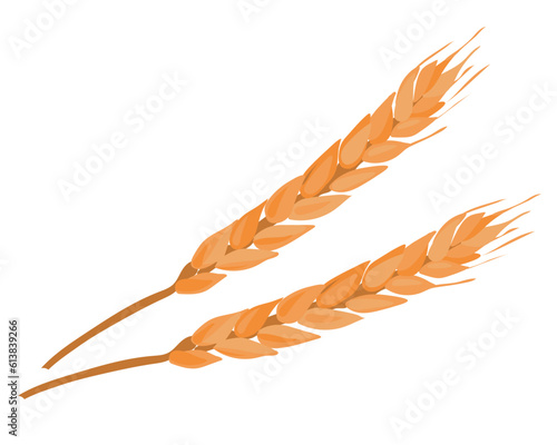 Ear of wheat on a white background. Stock vector illustration. Ripe grains, farm harvest.