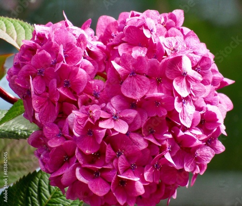 Pink hydrangea flowers