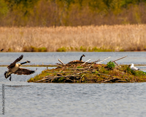 Canada Geese and nest Photo and Image.  Geese protecting their nest on a beaver lodge. Flying by the nest with spread wings and open beak. Scenery Landscape. Seagull with fish.