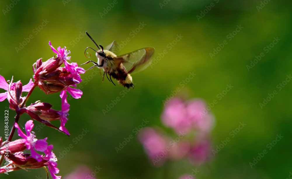 A broad-bordered bee hawk moth searching for nectar  in sticky catchfly-flowers
