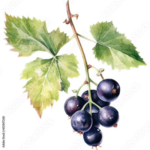 Blackcurrant Symphony, A Harmonious Watercolor Fruit Composition
