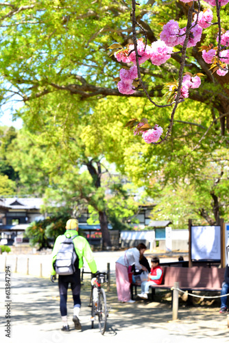 藤沢遊行寺に咲く八重桜