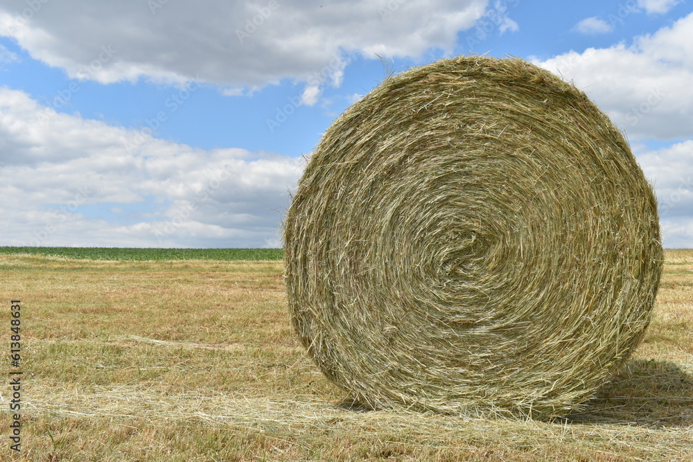 Straw bales on the meadow