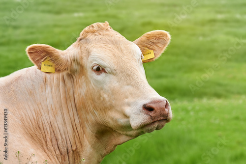 Cow in a green field Blonde d'aquitaine cow with nameplate in ear  © zontica