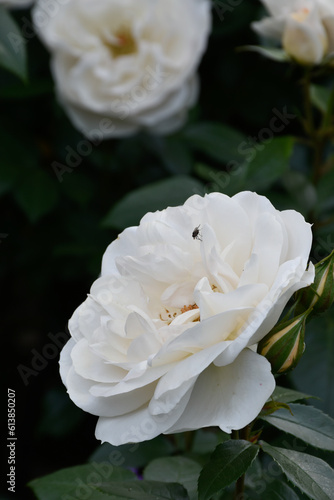 White roses in mysterious moody garden during golden hour, fly insect on rose petals, white flower bud, fresh, delicate, blossoms, blooming, fragrant flowery aroma, dark green leaves. 