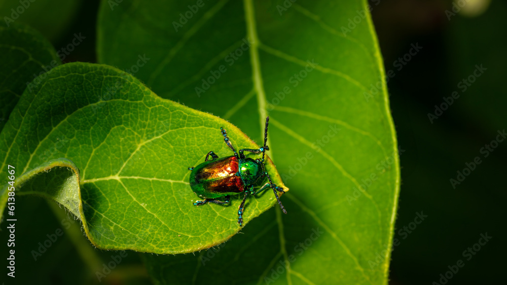 Shiny Dog Bane Leaf Beetle on Dog Bane Leaf Macro Close up - Chrysochus auratus Shiny Dog Bane Leaf Beetle on Dog Bane Leaf Macro Close up - Chrysochus auratus