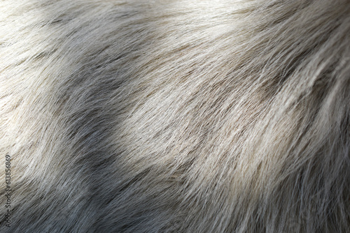 Shiny Sunlight Abstract Beautiful White Fur Texture Background