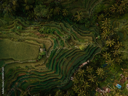 Stunning Rice fields of Tegalalang rice terrace in Ubud, Bali.