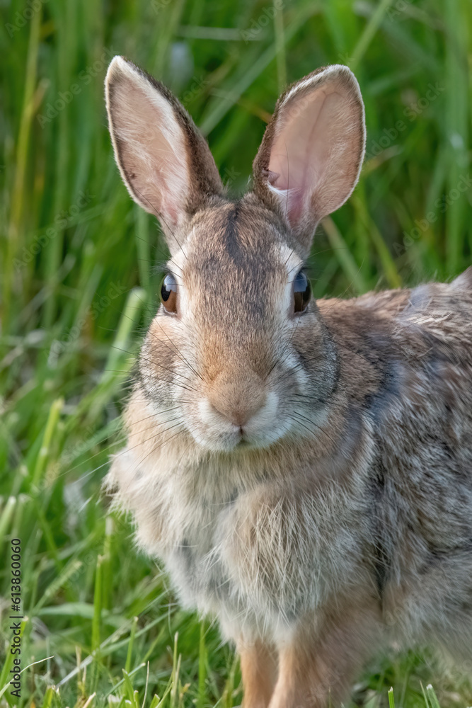 Fototapeta premium Bunny in Fort Phoenix State Reservation, Fairhaven, Massachusetts