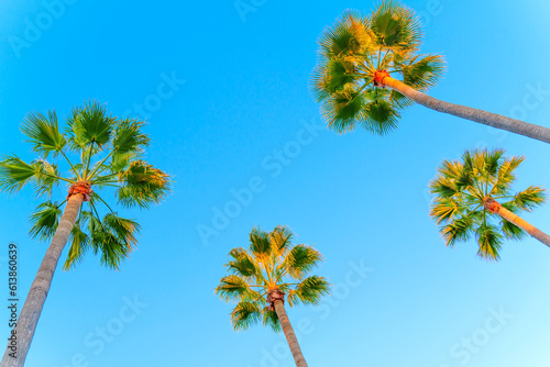 Group of Tall Palm Trees Stretching Towards the Blue Sky
