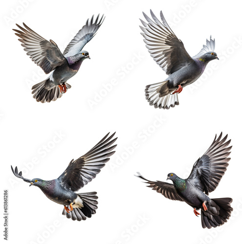 Set of Pigeon isolated on the transparent background PNG. AI generative.
