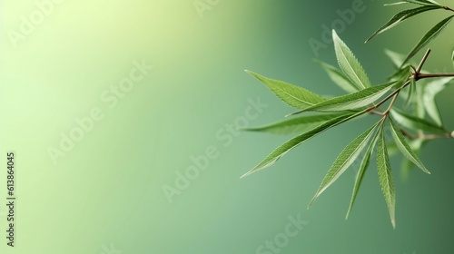 green bamboo leaves on bamboo background