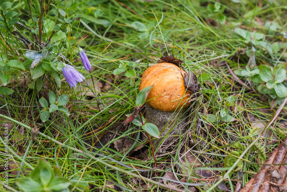 red-capped scaber stalk among the flowers of bluebells red-capped scaber stalk among the flowers of bluebells