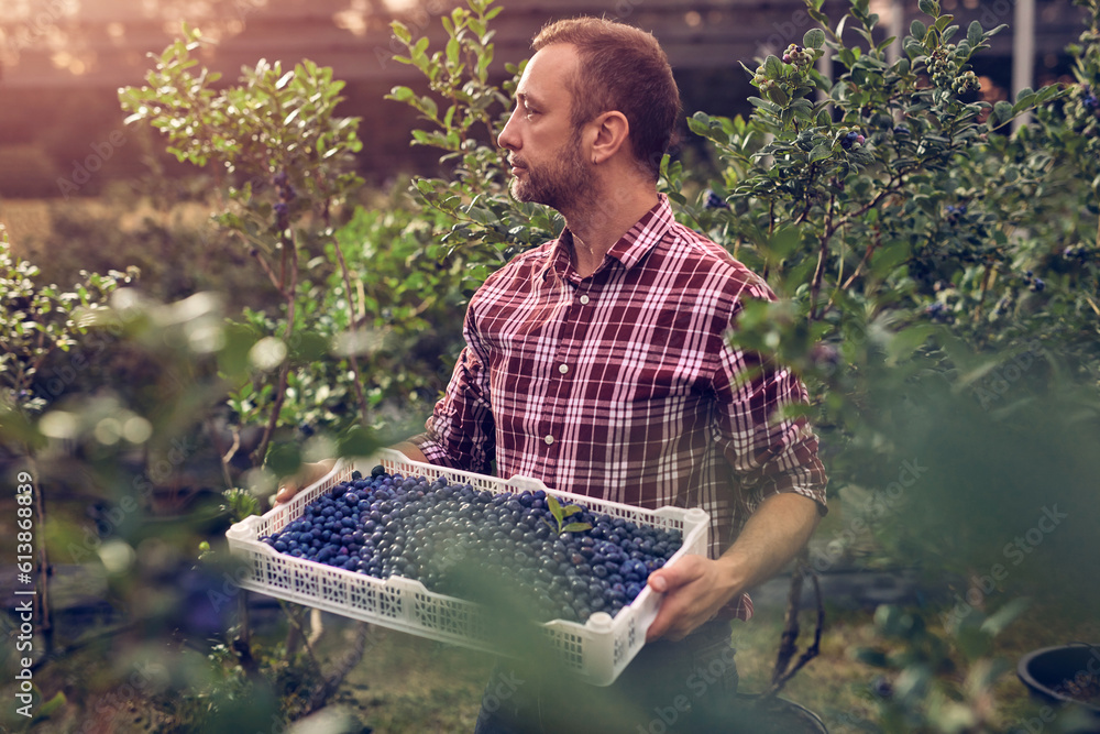 Fototapeta premium Farmer with fresh blueberries on a farm.