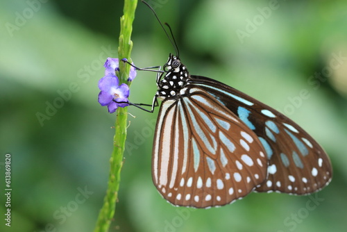 Blue Spotted Milkweed or Blue Tiger butterfly,a beautiful colorful butterfly resting on the purple flowers in the garden  © qaz1235
