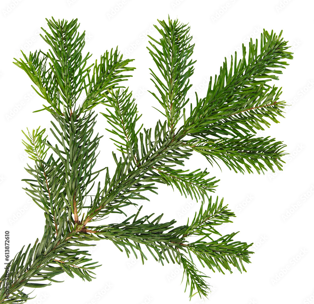 Fototapeta premium Branche de sapin de Noël Nordmann 