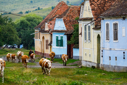 Fotografía Cows in the village of Viscri in Romania