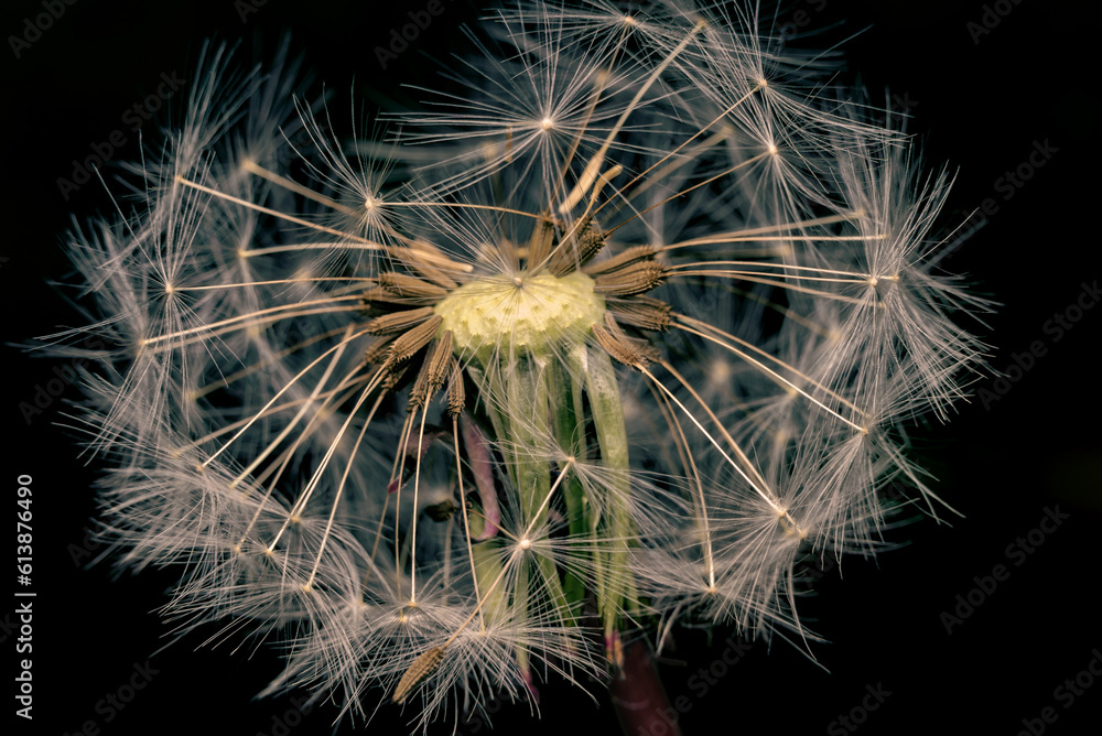 Fototapeta premium Artistic image of white dandelion on black background. Extremely close-up and details.