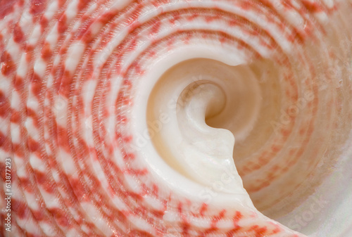 Close up of a sea snail shell photo