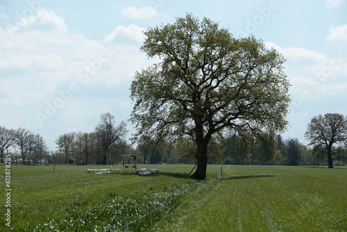 einzelner Baum auf einem Feld im Sommer