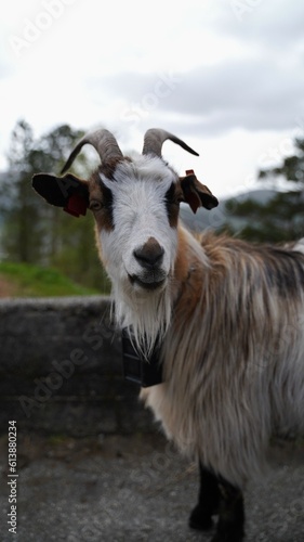 Brown Norwegian Goat