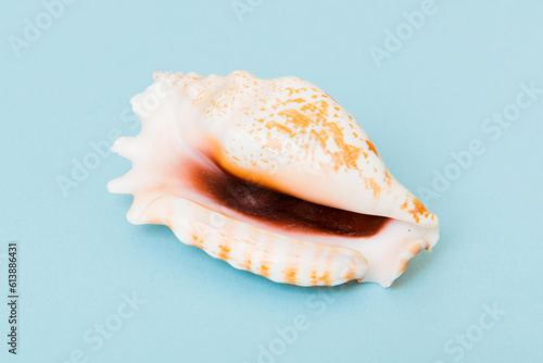 Beach seashells on colored background. Mock up with copy space