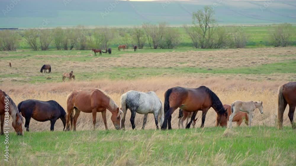 Horses with young foals graze on a green lawn and eat juicy grass. Horses with young foals graze on a green lawn and eat juicy grass.