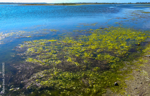 Clusters of green algae Ulva and Enteromorpha in a lake in the lower reaches of the Tiligul estuary  Ukraine