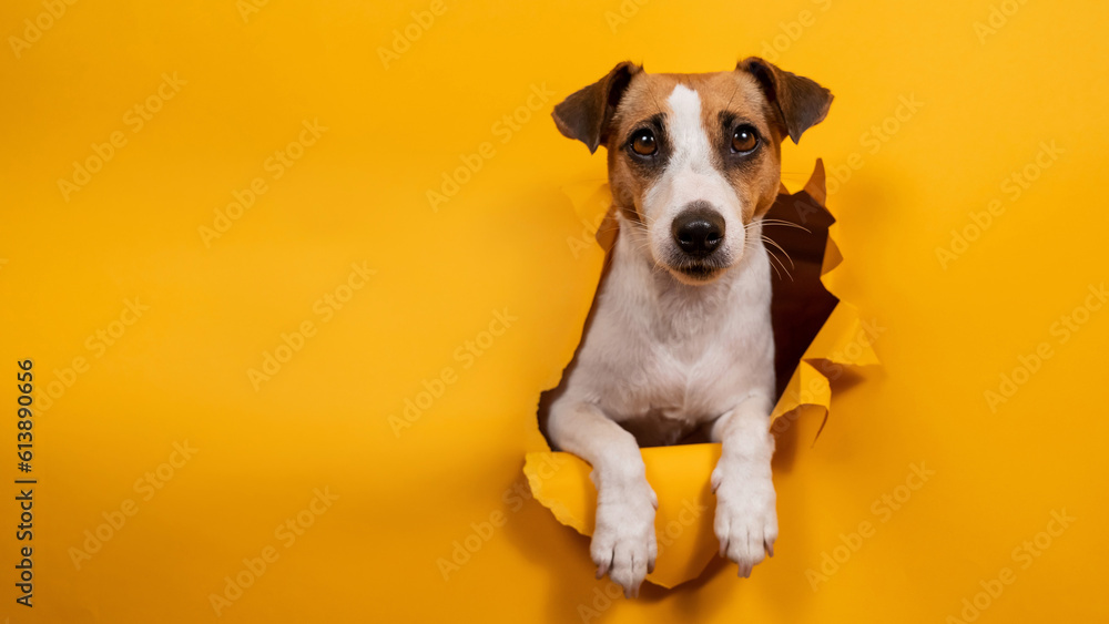 Licking jack russell terrier comes out of a paper orange background tearing it. Licking jack russell terrier comes out of a paper orange background tearing it.