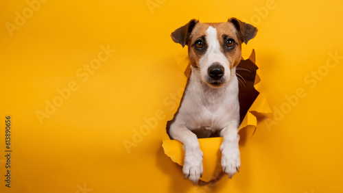 Licking jack russell terrier comes out of a paper orange background tearing it. 