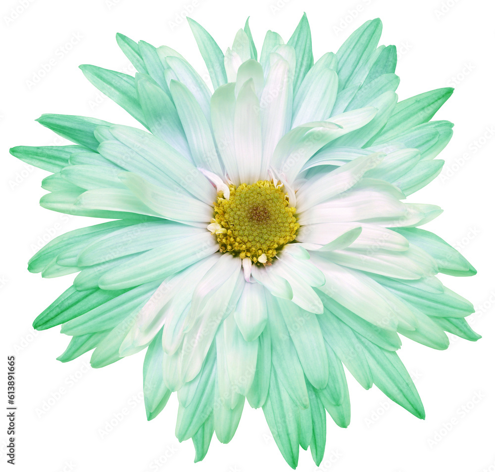 Light  green   chrysanthemum flower  on  isolated background with clipping path. Closeup..  Transparent background.   Nature.