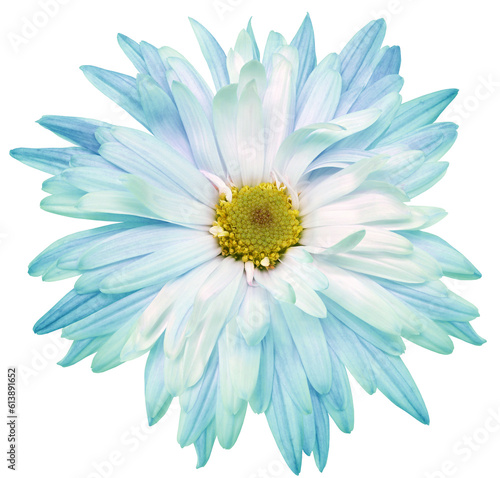 Сhrysanthemum flower  on  isolated background with clipping path. Closeup.. Transparent background.   Nature.