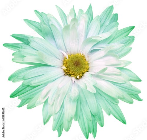 Light green chrysanthemum flower on isolated background with clipping path. Closeup.. Transparent background. Nature.