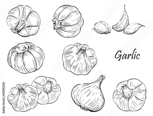 Hand drawn Illustration Set of garlic on a white background.
