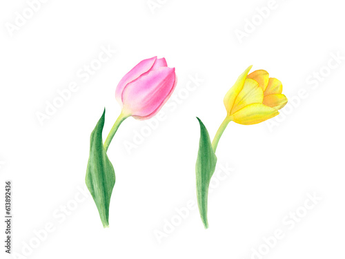 Set of pink and yellow tulips isolated on transparent background. Hand drawn illustration. Design element. For cards, wedding invitations, mother's day, birthday, valentine's day, March 8, easter.