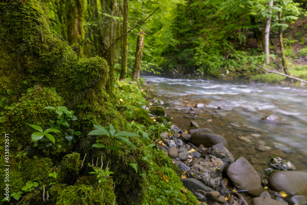 Zeleni vir stream with rapids and lush vegetation in spring Zeleni vir stream with rapids and lush vegetation in spring