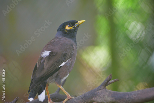 Acridotheres tristis, The common myna or Indian myna, sometimes spelled mynah, is a bird in the family Sturnidae, native to Asia and an omnivorous.