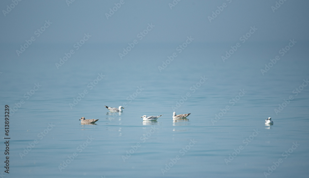 Seabirds floating on the calm surface of the sea. Seagulls on the water in close-up.